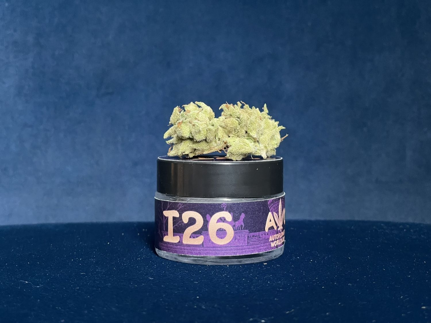 I26Ethos Genetics Bubble Gummy Auto.JPEG Bubble Gummy Auto