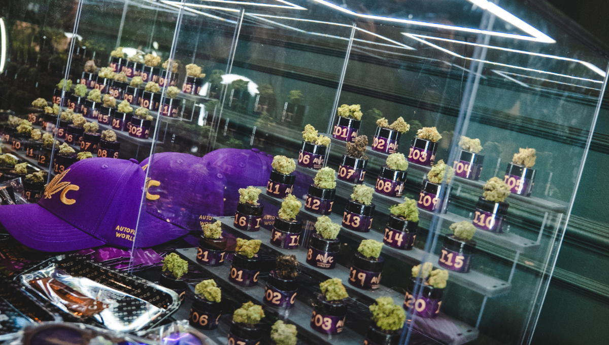 autoflower world cup barcelona mango runtz mephisto genetics