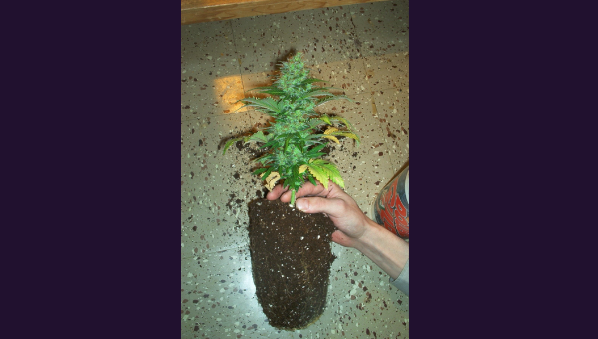 doctors choice autoflower world cup