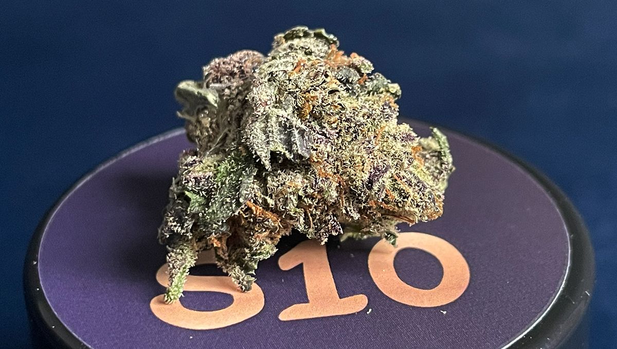 S10 Fb Mango Cherry Runtz.jpg Mango Cherry Runtz Auto