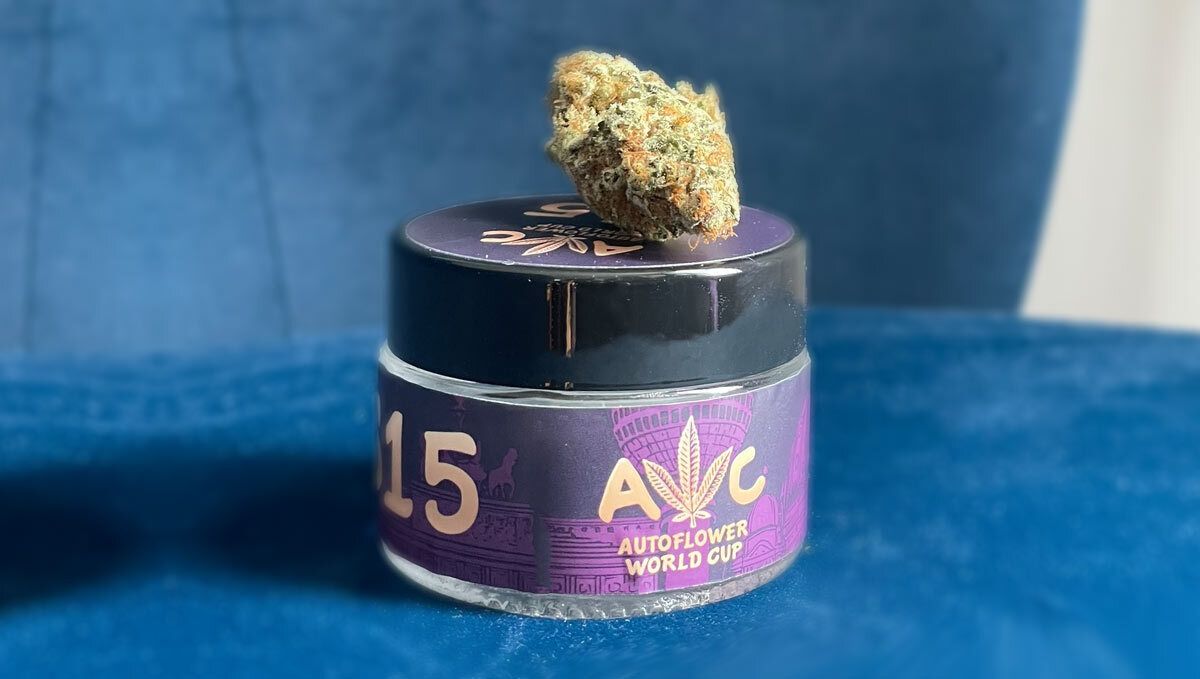 Auto Kingston Punch, Dutch Passion