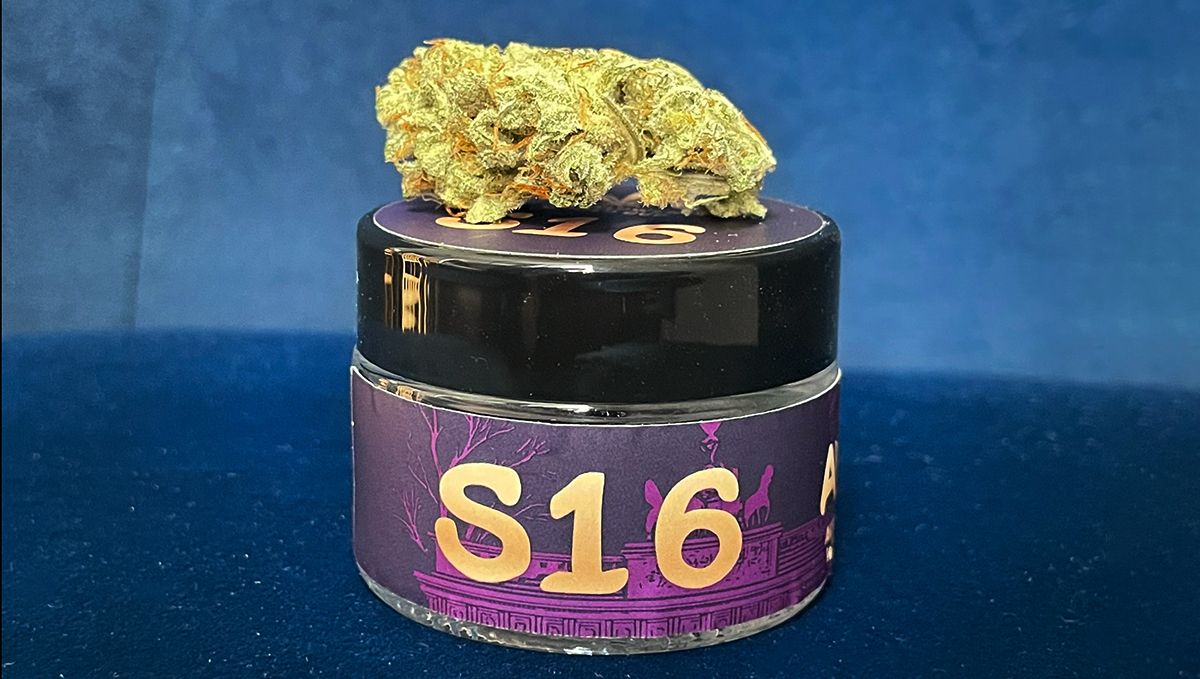 S16 Humboldt OG triploid Auto.jpg Humboldt OG triploid Auto