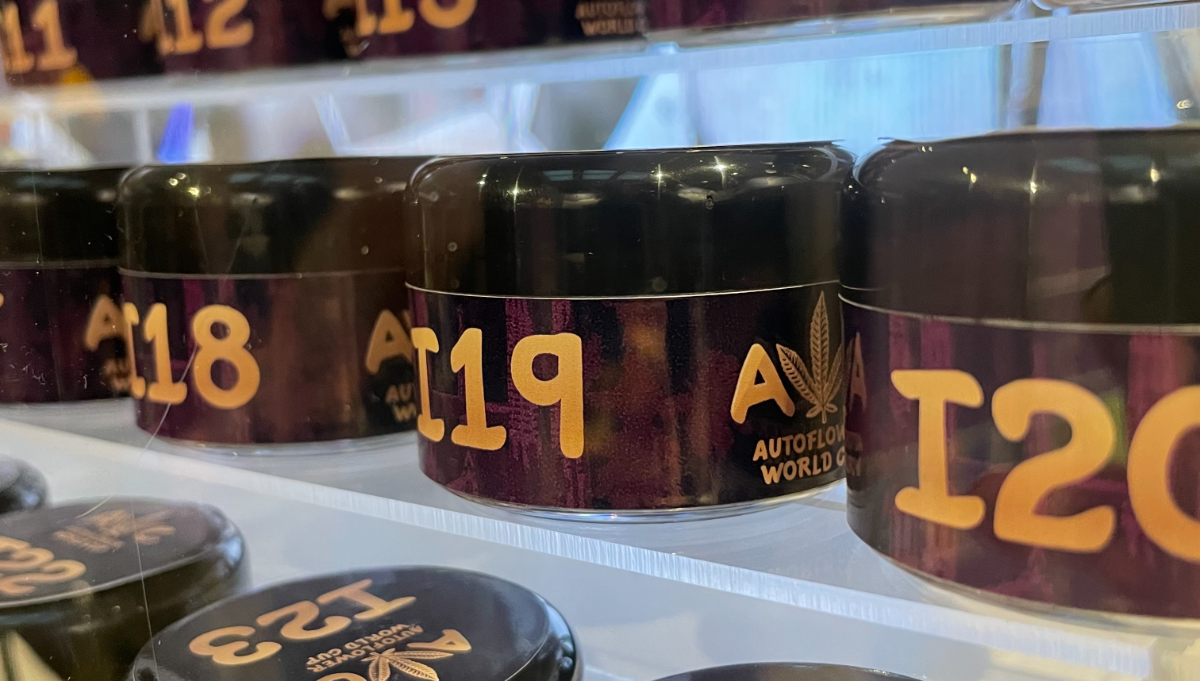 CBD Autoflowers Explained: Uses and How They Differ from THC Strains