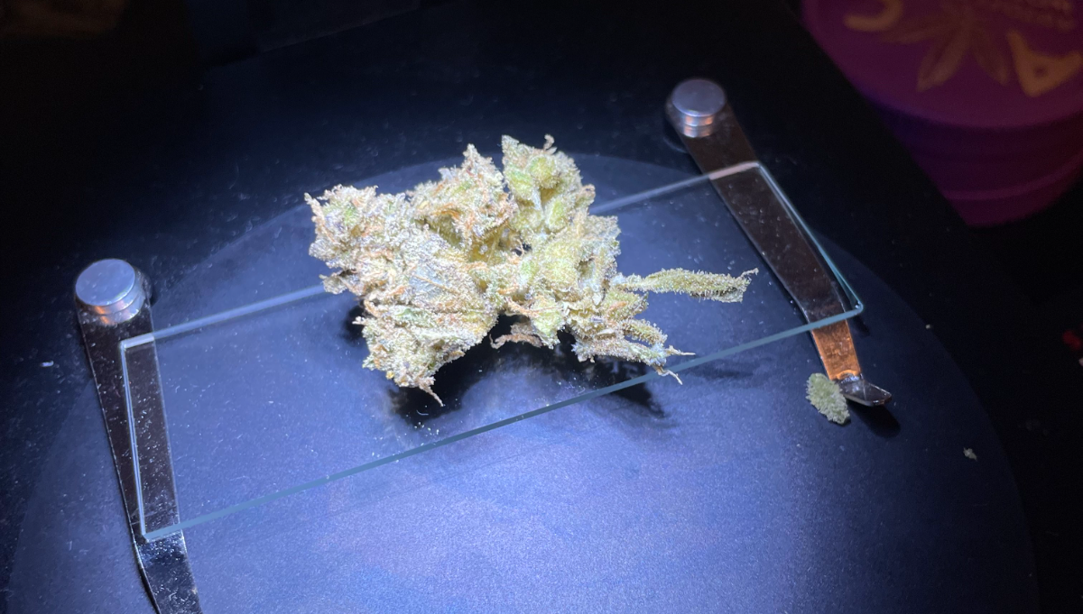 Sativa vs Indica Autoflowers. What’s the Difference?