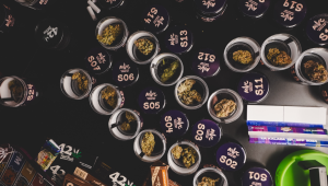 The History of Autoflowers: From Lowryder to 2026s Top Strains