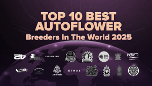 Top 10 Best Autoflower Breeders in The World 2025